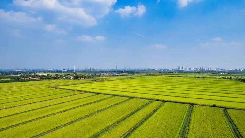 农业产业园农旅融合：探索优缺点与未来发展