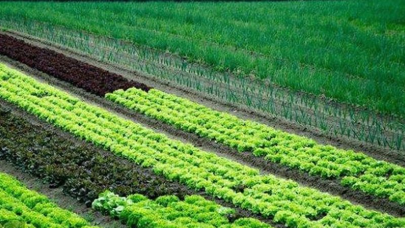 种养结合农场如何实现有机肥料批发定制**