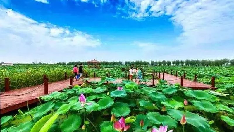 粮食种子批发，如何避免陷入价格陷阱？**
