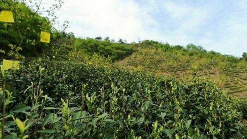 农产品包装设计：厂家直销背后的秘密
