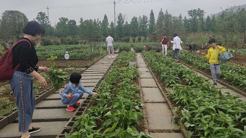 农产品配送系统：构建高效供应链的秘密武器