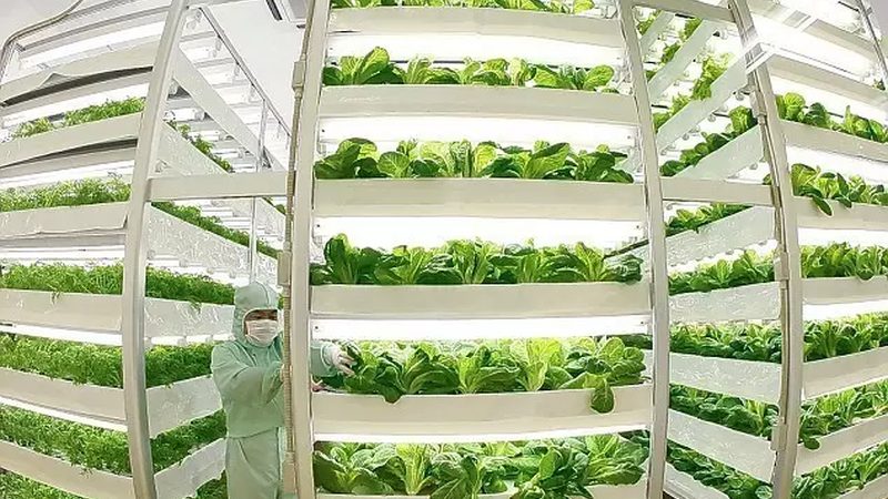 阳台上的田园梦：家庭阳台种植技术解析**