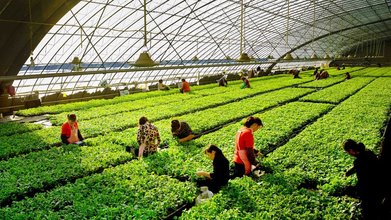 水果种植合作社年收入受天气影响大吗