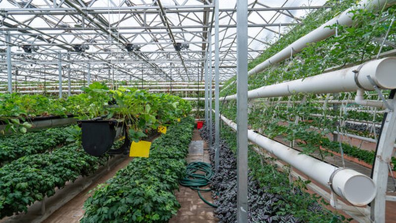 大棚蔬菜种植：技术标准如何确保高效与合规**