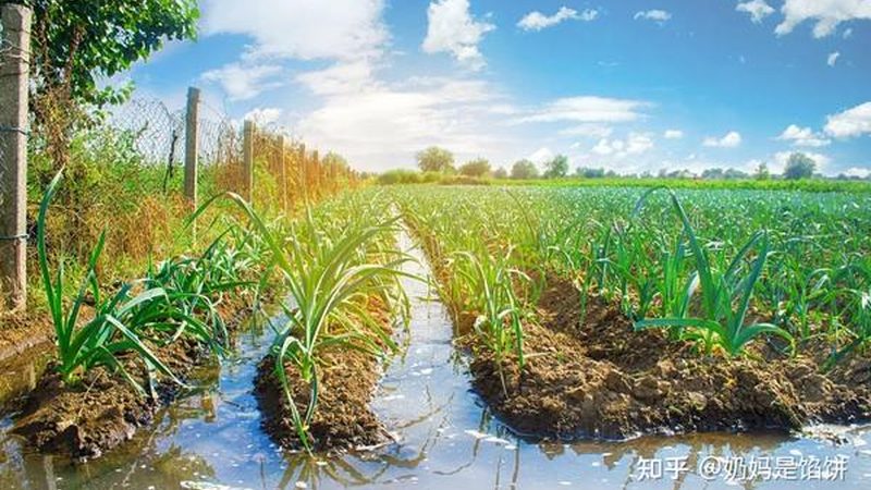 蔬菜批发报价单怎么做：关键要素与注意事项
